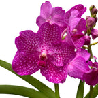 Vanda Nitaya Rosy (Ansu)