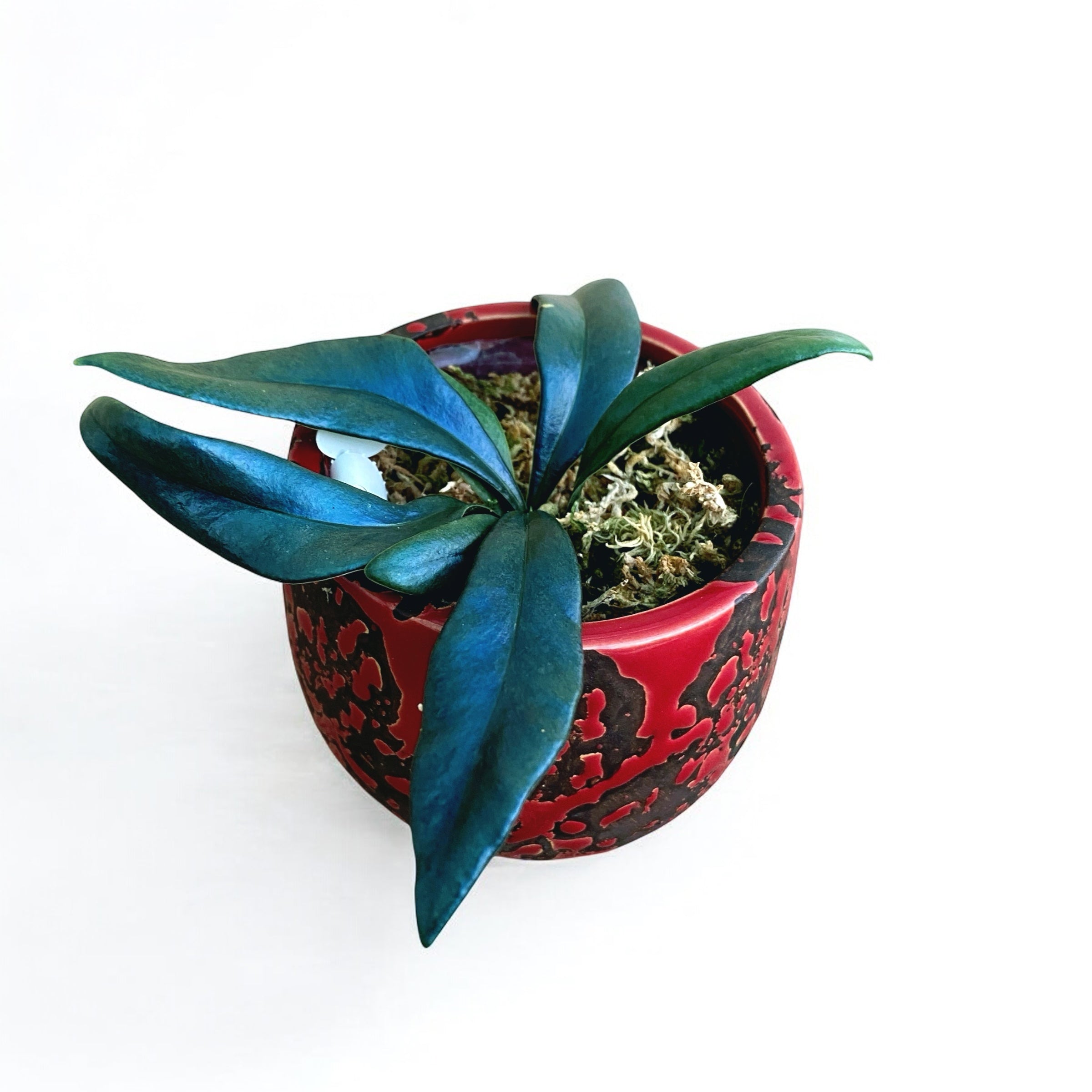 Microsorum thailandicum (Avatar fern)