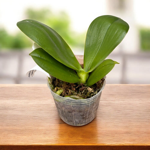 Phalaenopsis violacea var. indigo (pélorique - 3-lèvres)