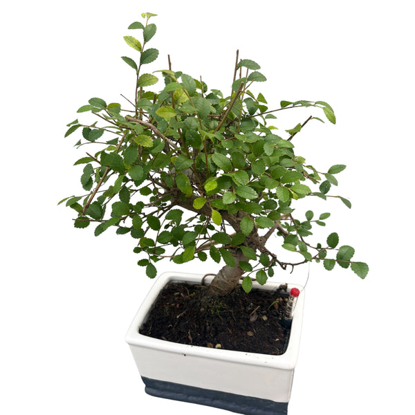 Bonsai Zelkova (Wassersystem)