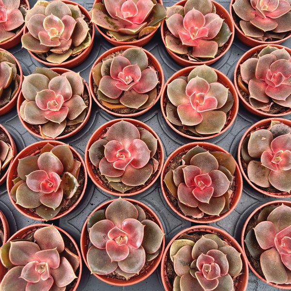 Echeveria Magic Red - planta suculenta rosie