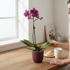 Phalaenopsis Boldog Óra