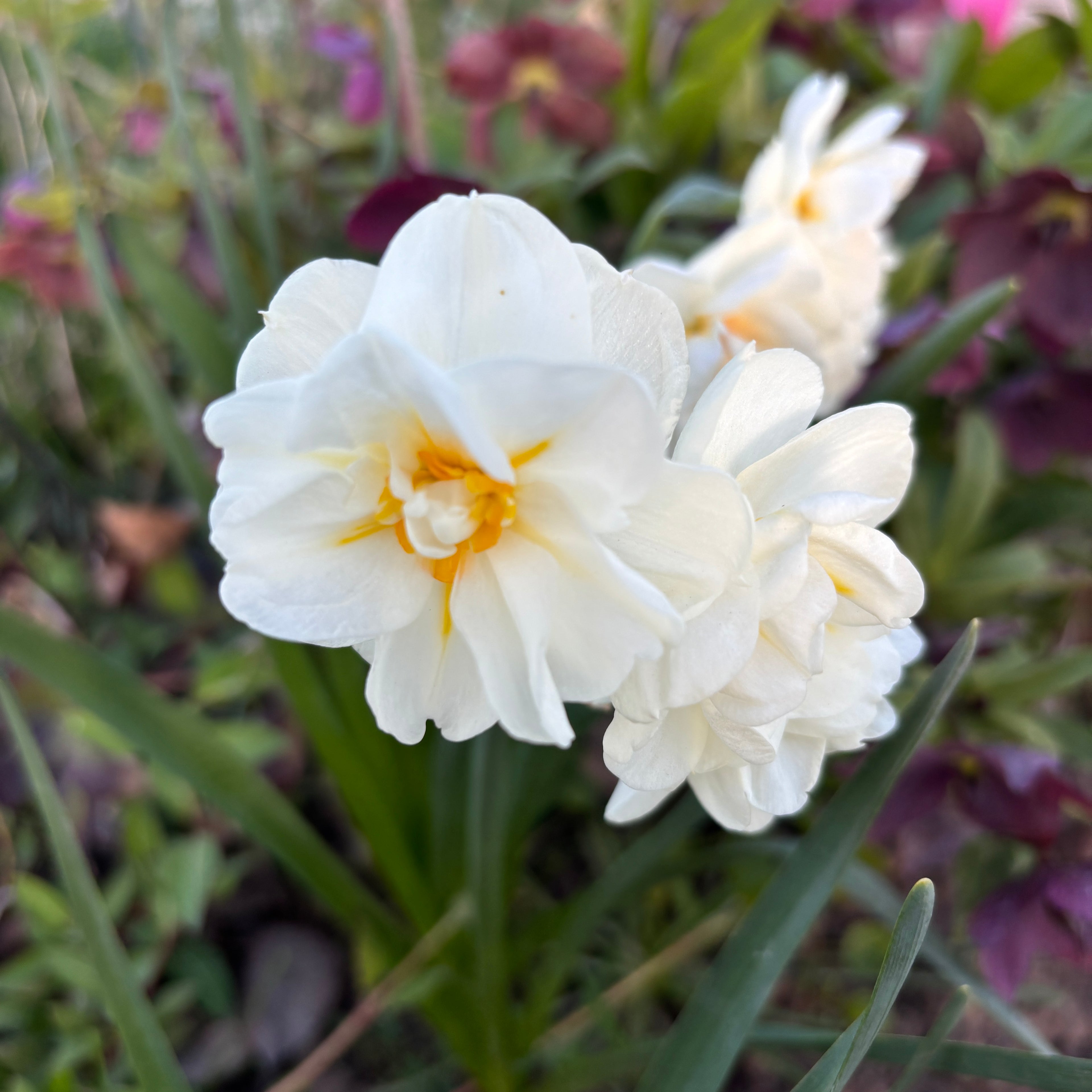 Narcise cu flori duble, puternic parfumate - Narcissus 'Bridal Crown'