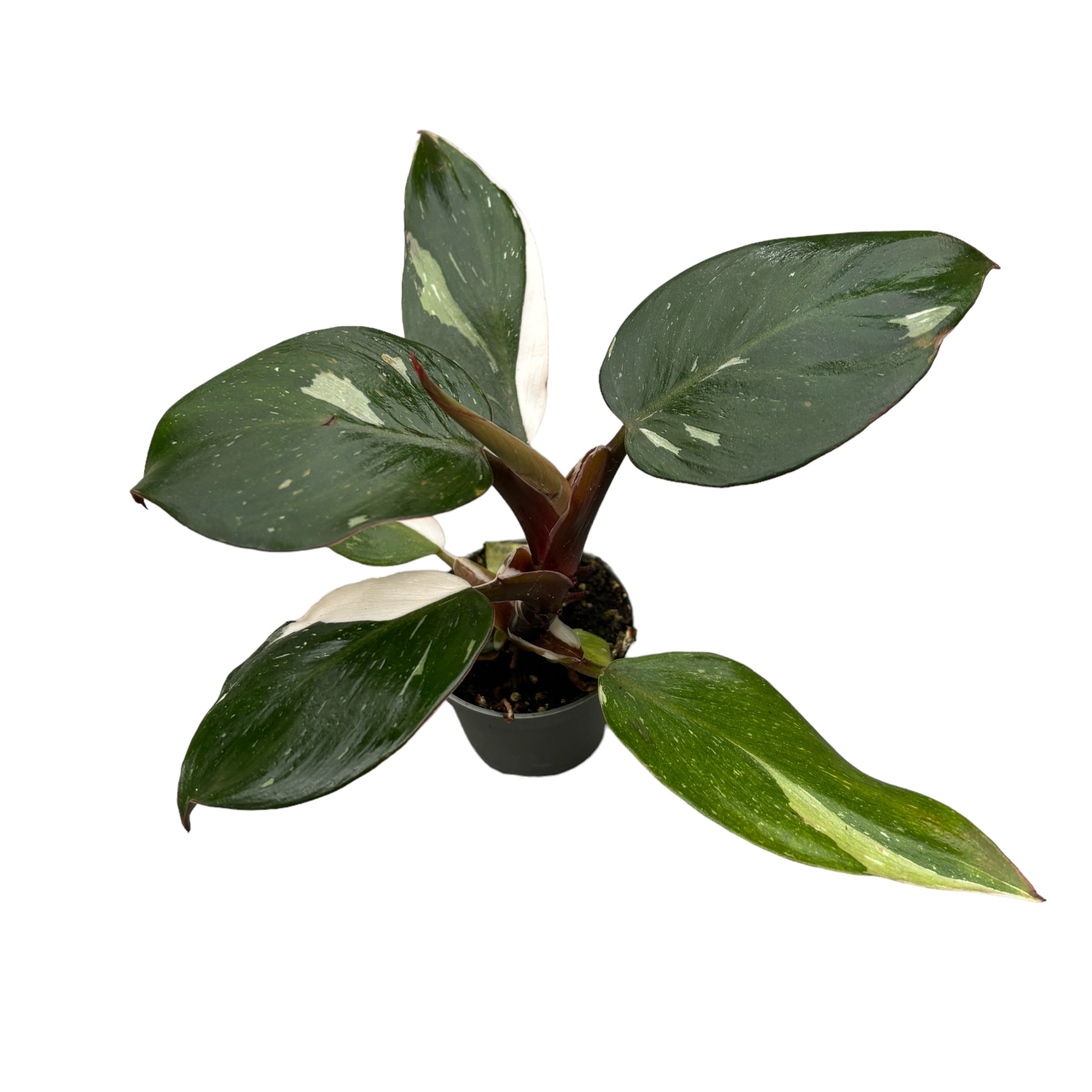 Philodendron White Knight (babyplant)