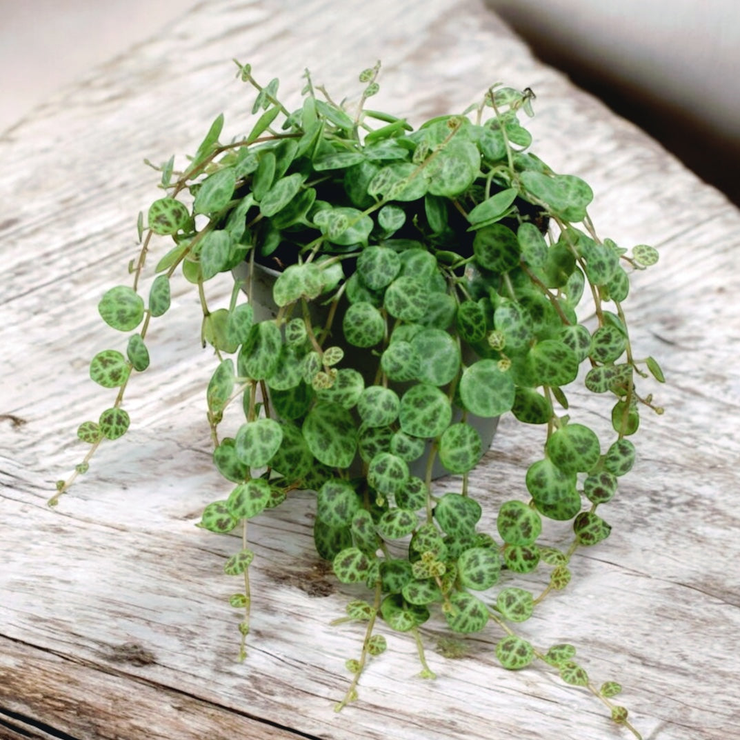 Peperomia prostrata (Teknőcfonal) D9