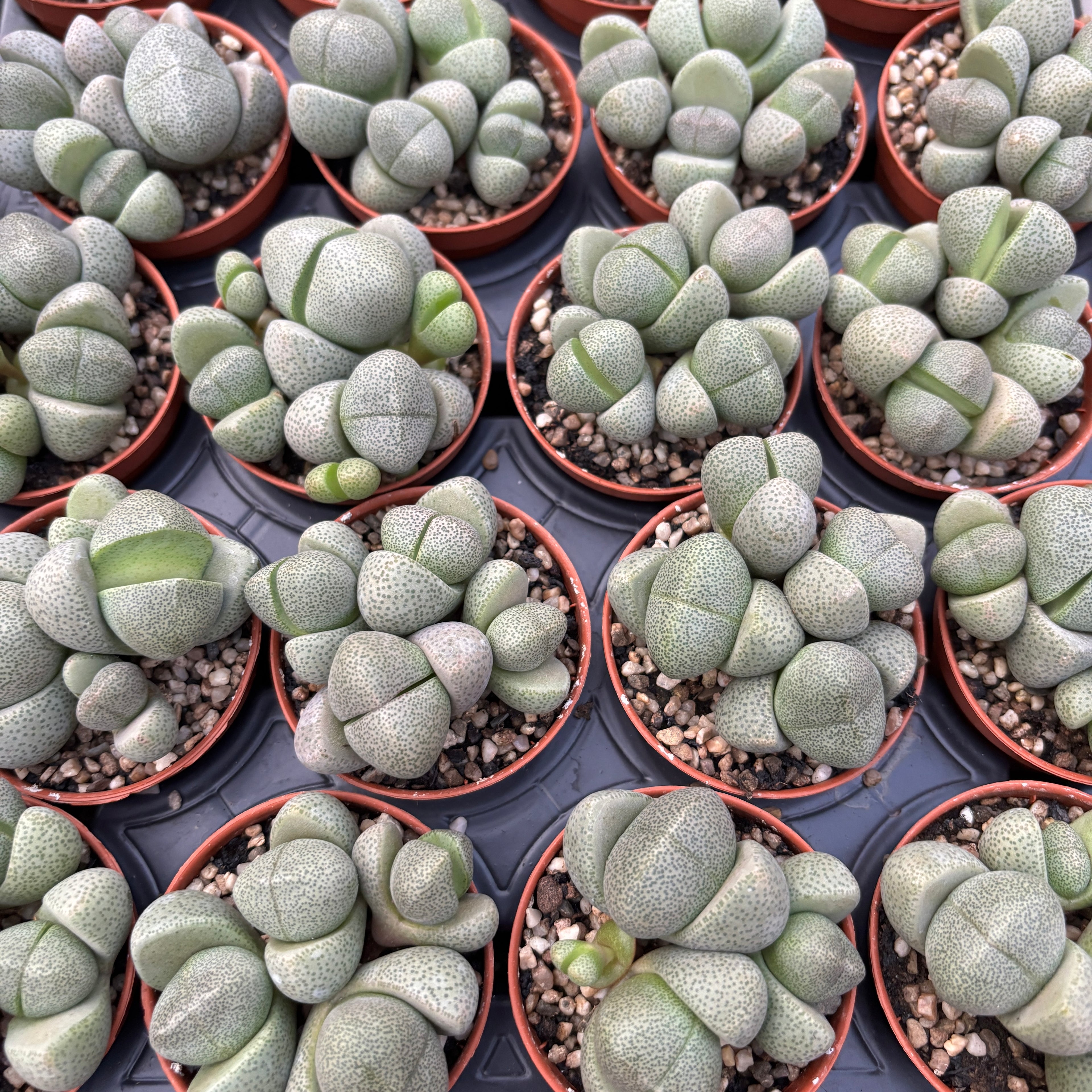 Pleiospilos nelii D8