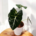 Alocasia micholitziana 'Frydek Variegata' (low variegation)