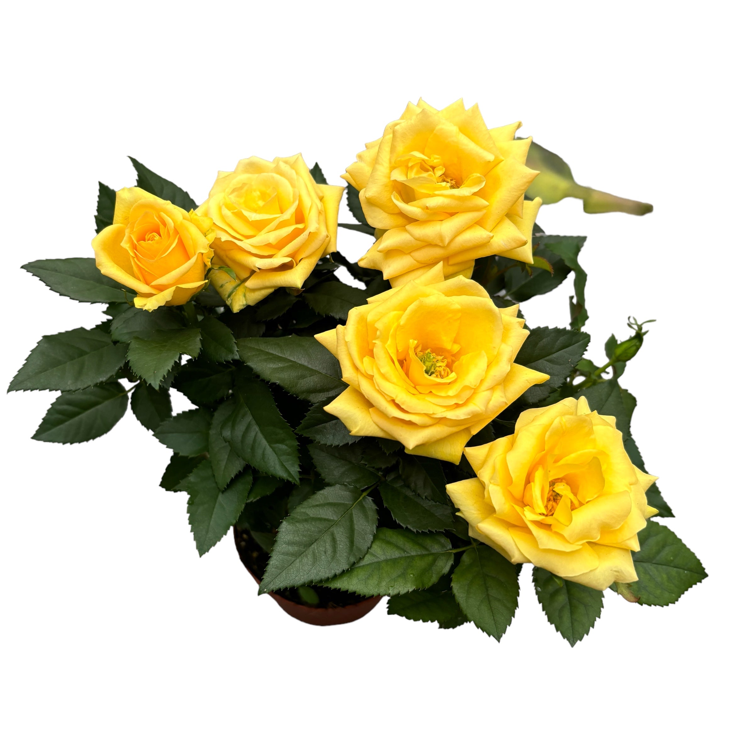 Rosa Favourite Yellow  - flori mari galbene