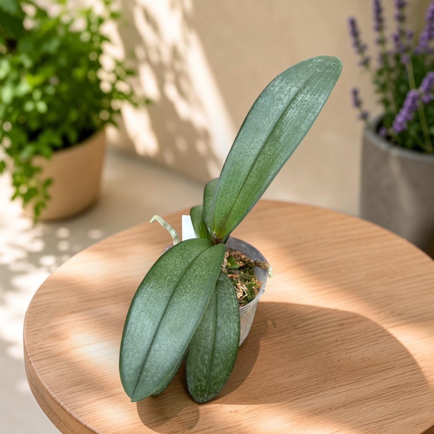 Phalaenopsis Cellinde (lindenii × celebensis)