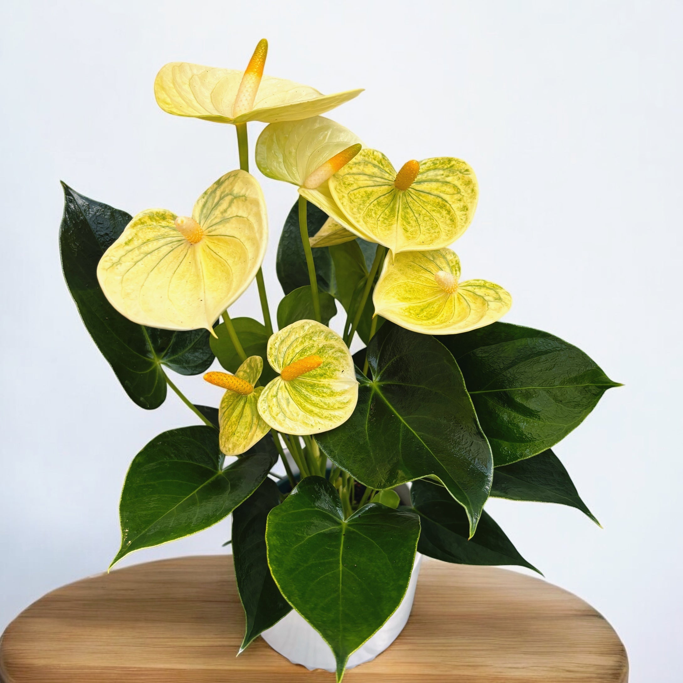 Anthurium Vanilla - floare eleganta cu accente vanilate