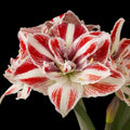 Amaryllis ‘Bright Nymph’ – flori duble spectaculoase
