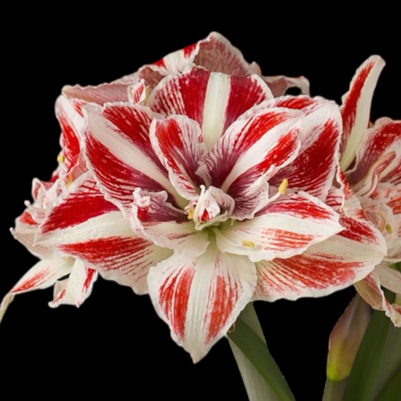 Amaryllis ‘Bright Nymph’ – flori duble spectaculoase