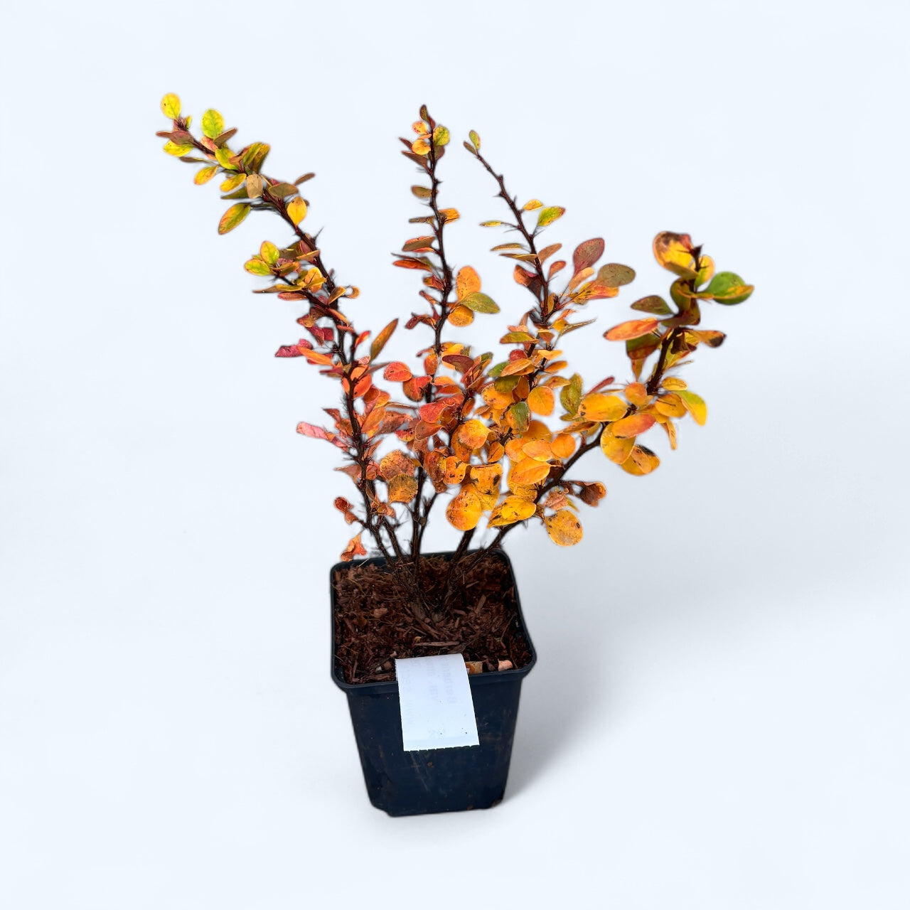 Berberis thunbergii var. atropurpurea (Dracilă, Japanese Barberry