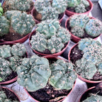 Gymnocalycium baldianum mix D8