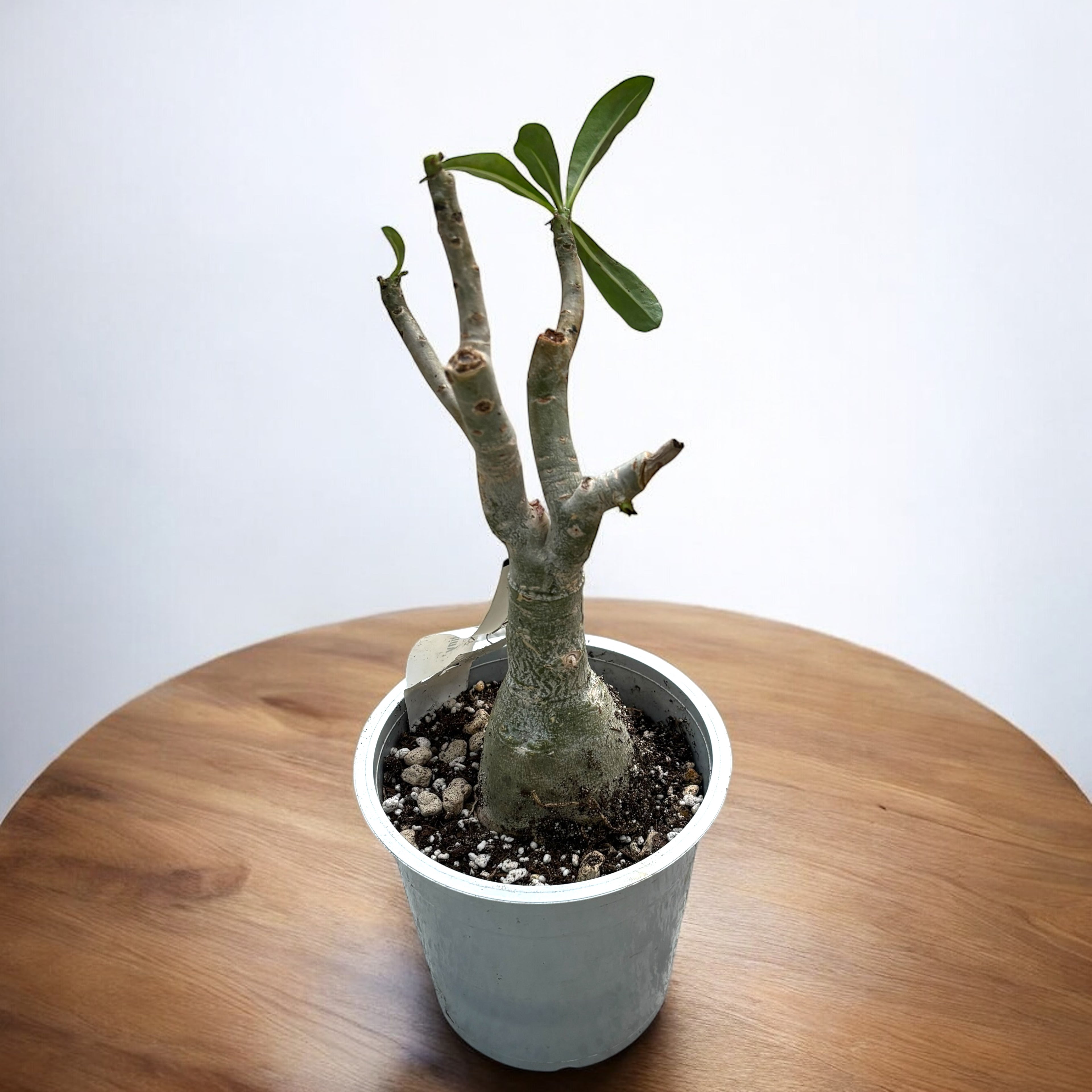 Adenium obesum 'Destiny'