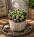 Euphorbia mammillaris 'Variegata' f. monstruosa - Euphorbia monstruoasa variegata