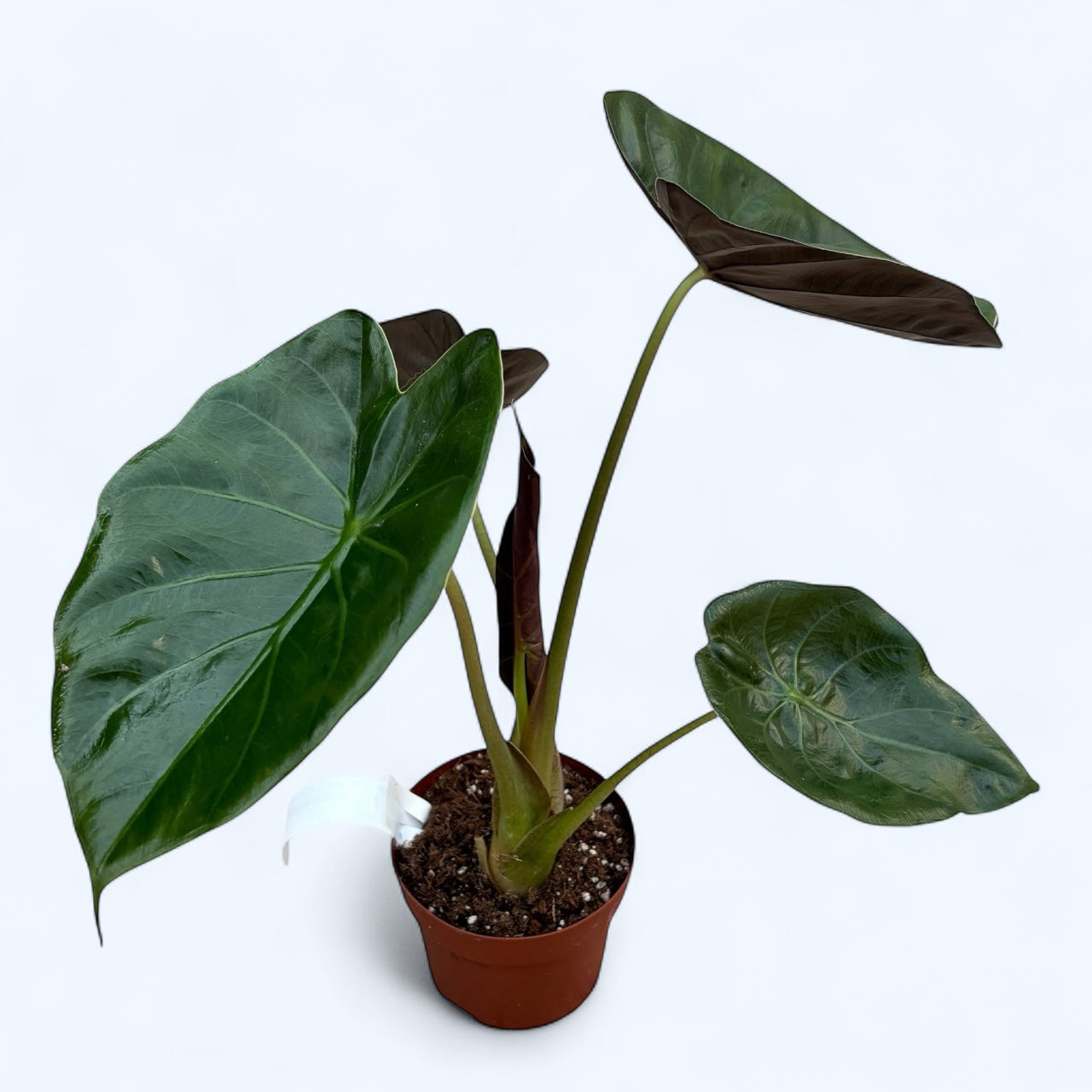 Alocasia wentii - Urechea elefantului