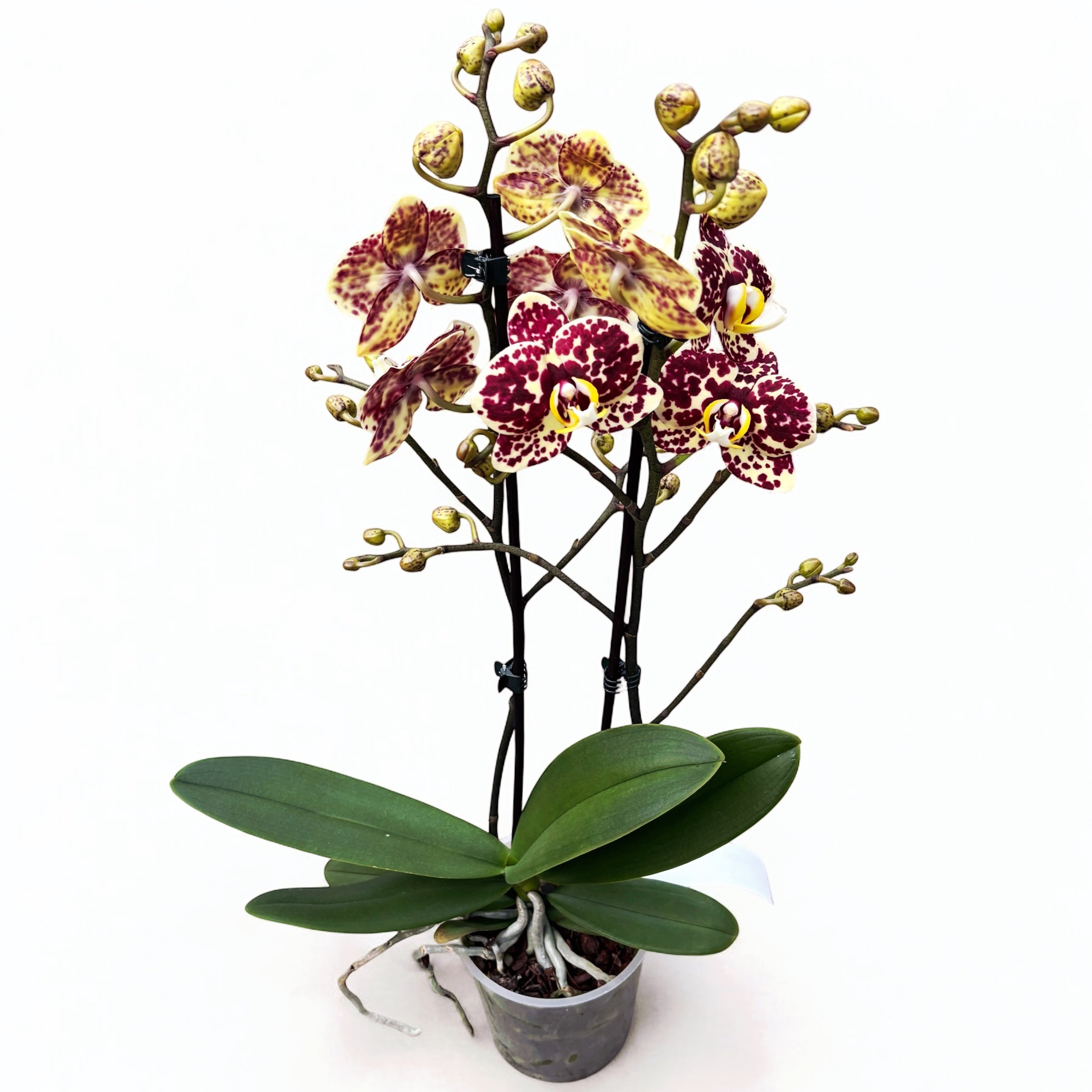 Phalaenopsis 'Limited #26’