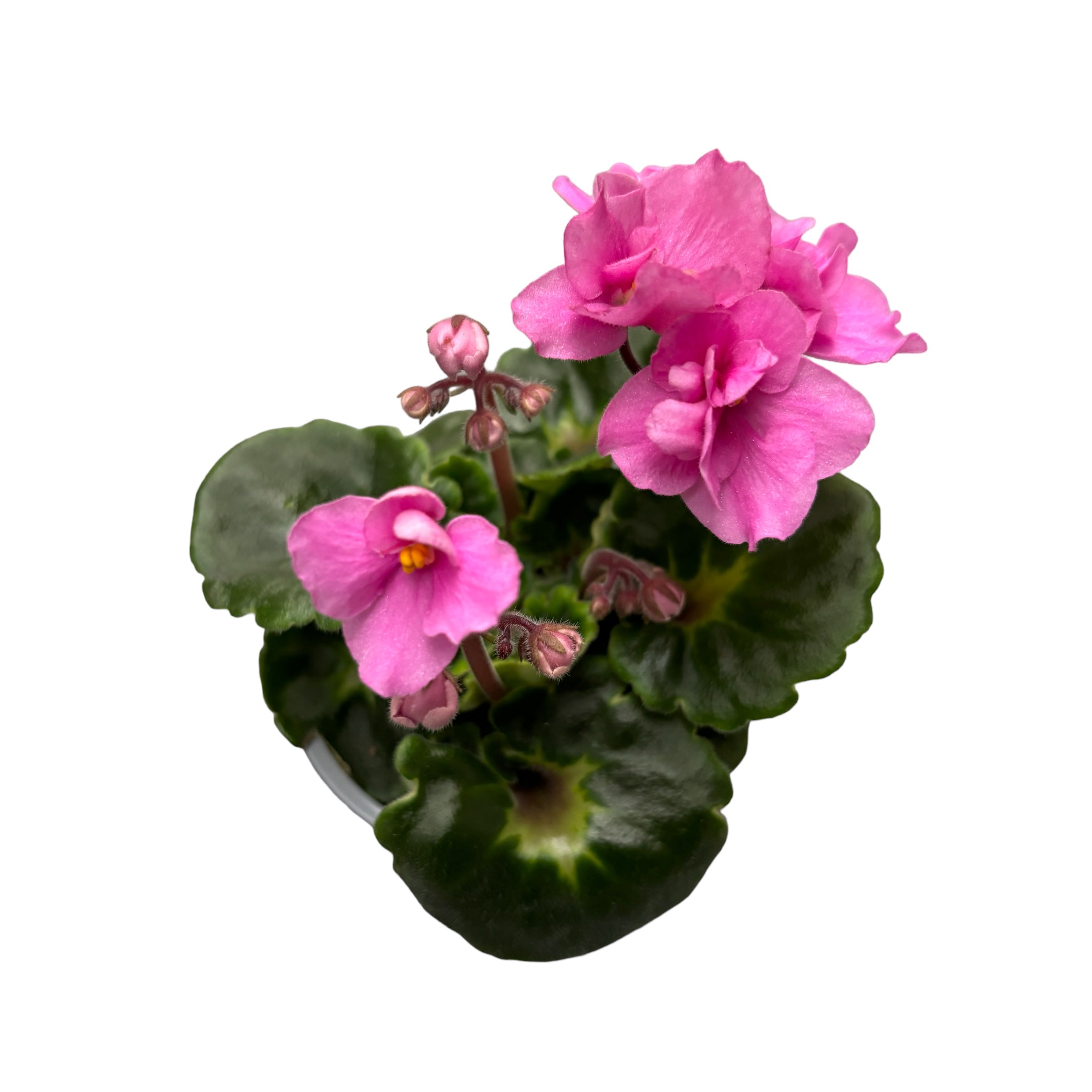 Saintpaulia Rococo Ballet - Violete de Parma