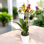 Phalaenopsis Anthura Grosseto (Phalaenopsis Tristar Poeker) peloric