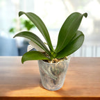 Phalaenopsis Fangmei Groene Wereld