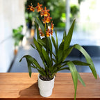 Oncidium Catatante 'Pacific Sunspot' - exemplare XL