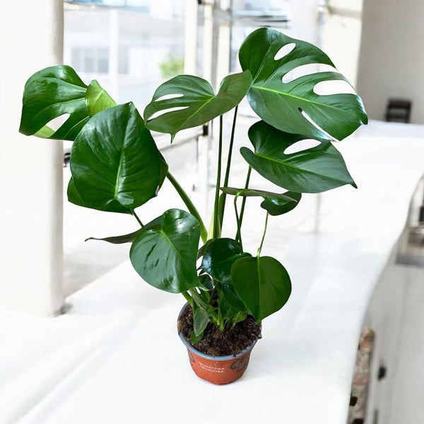 Monstera deliciosa (Swiss cheese plant) D17 - 2 plante/ghiveci