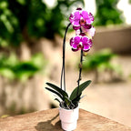 Phalaenopsis Sacrifice (fleurs XL)