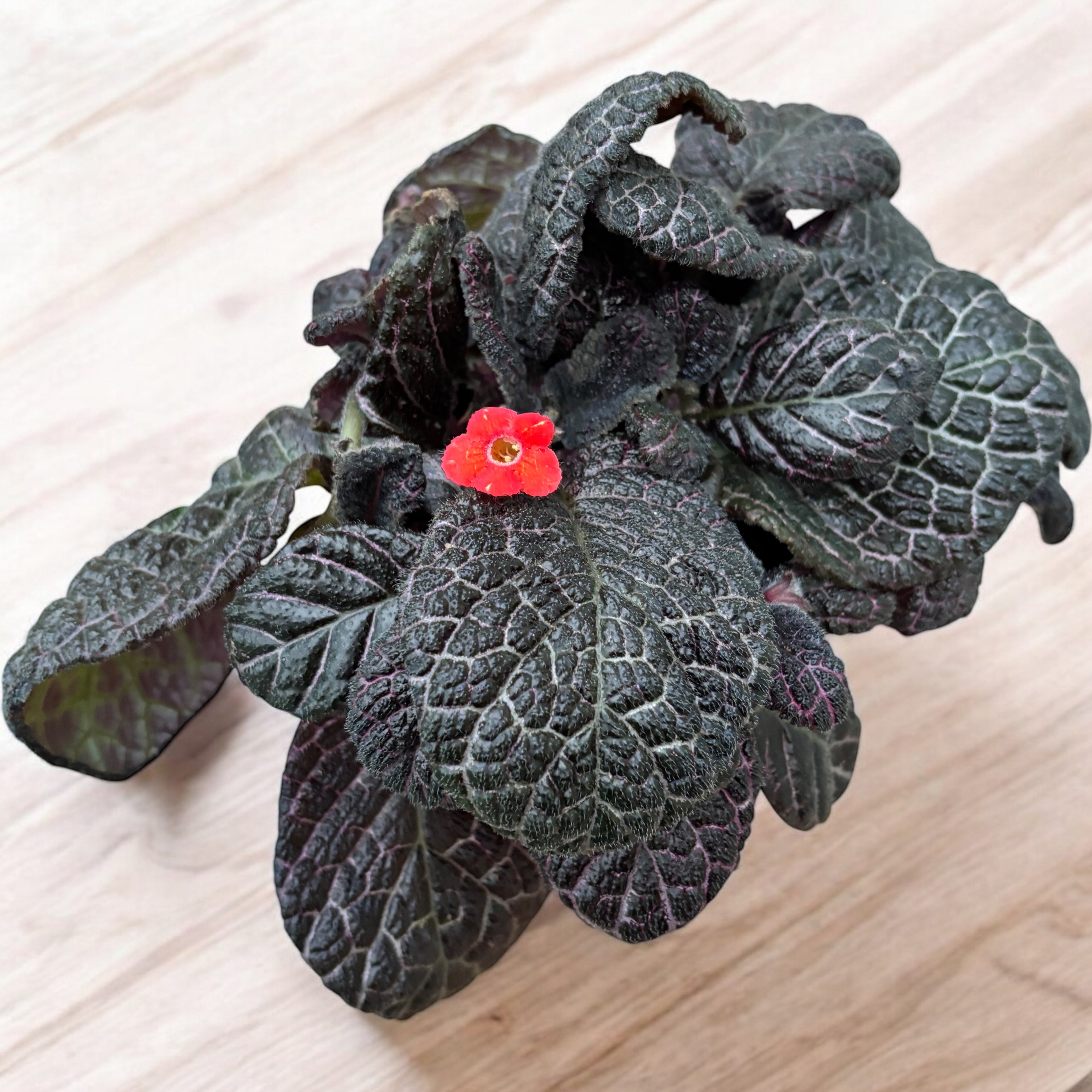 Episcia cupreata 'Red Crocodile'