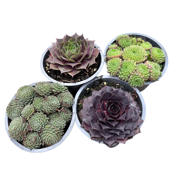 Sempervivum (Ohrringpflanze) – Set aus 4 verschiedenen Teilen