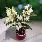 Dendrobium nobile Apollon - frunze variegate (unicat)