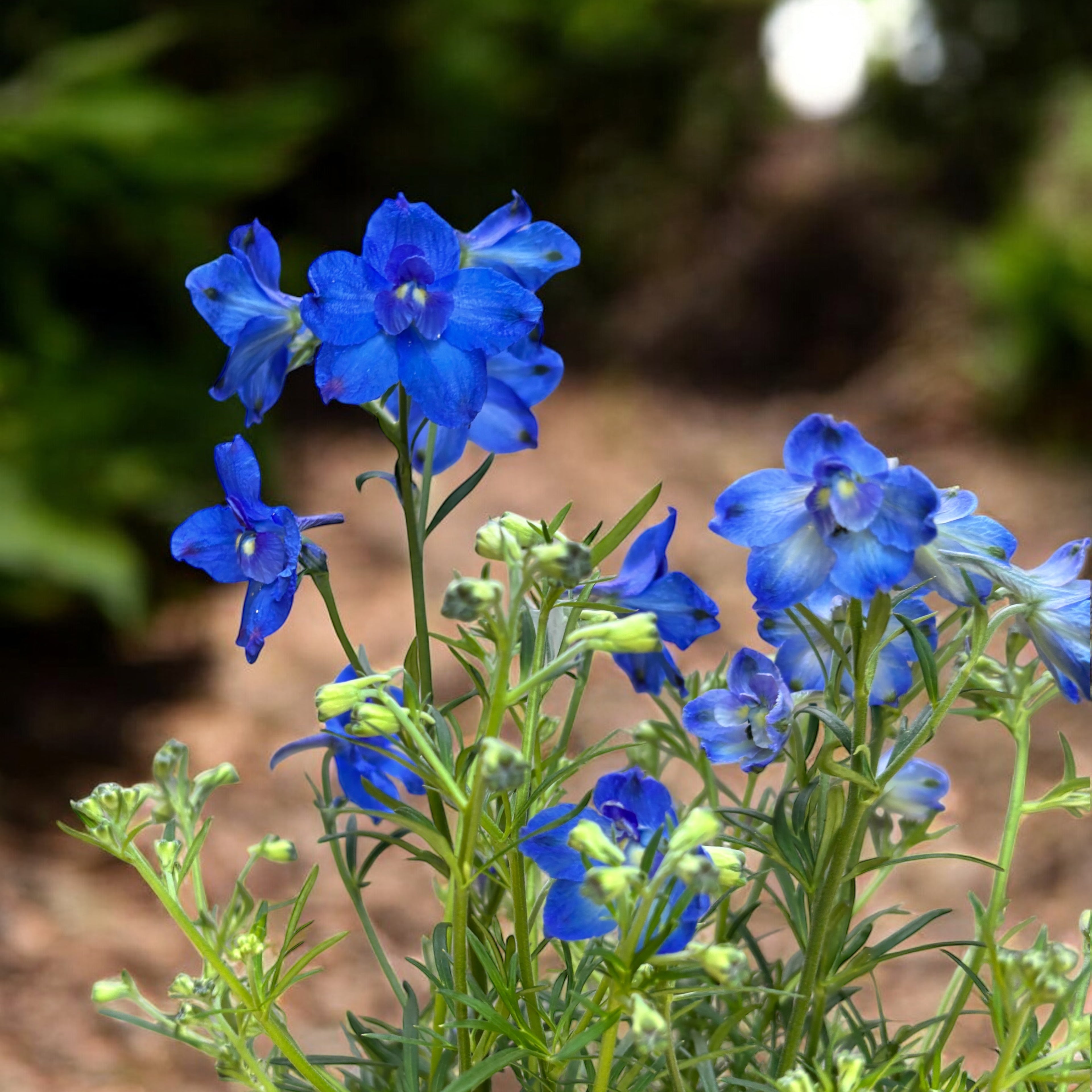 Delphinium grandiflorum – spornic pitic cu flori albastre vibrante
