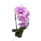 Phalaenopsis Sofia (XL cvetovi)