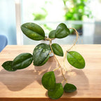 Hoya 'Noelle' - vonné květy, vyvinuté exempláře