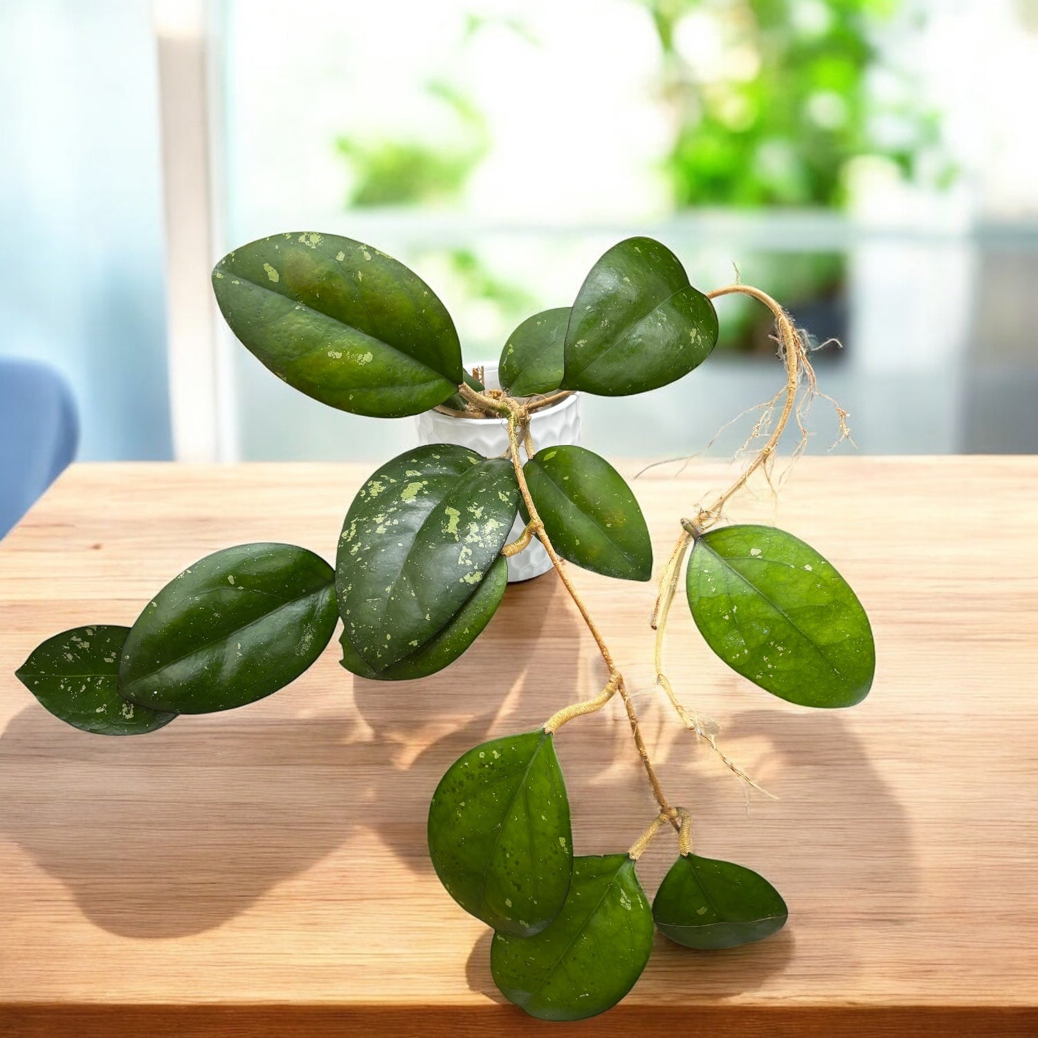 Hoya 'Noelle' - flori parfumate, exemplare dezvoltate