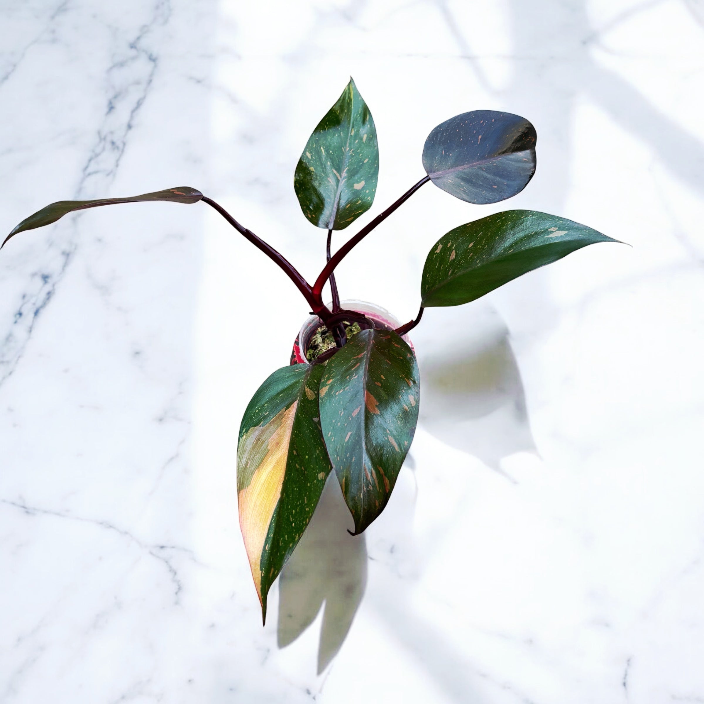 Philodendron Orange Princess (sp. 'Sunspot')