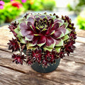 Sempervivum 'Coconut Crystal' (Planta Urechelnita)