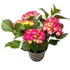 Hydrangea macrophylla 'Hot Red'