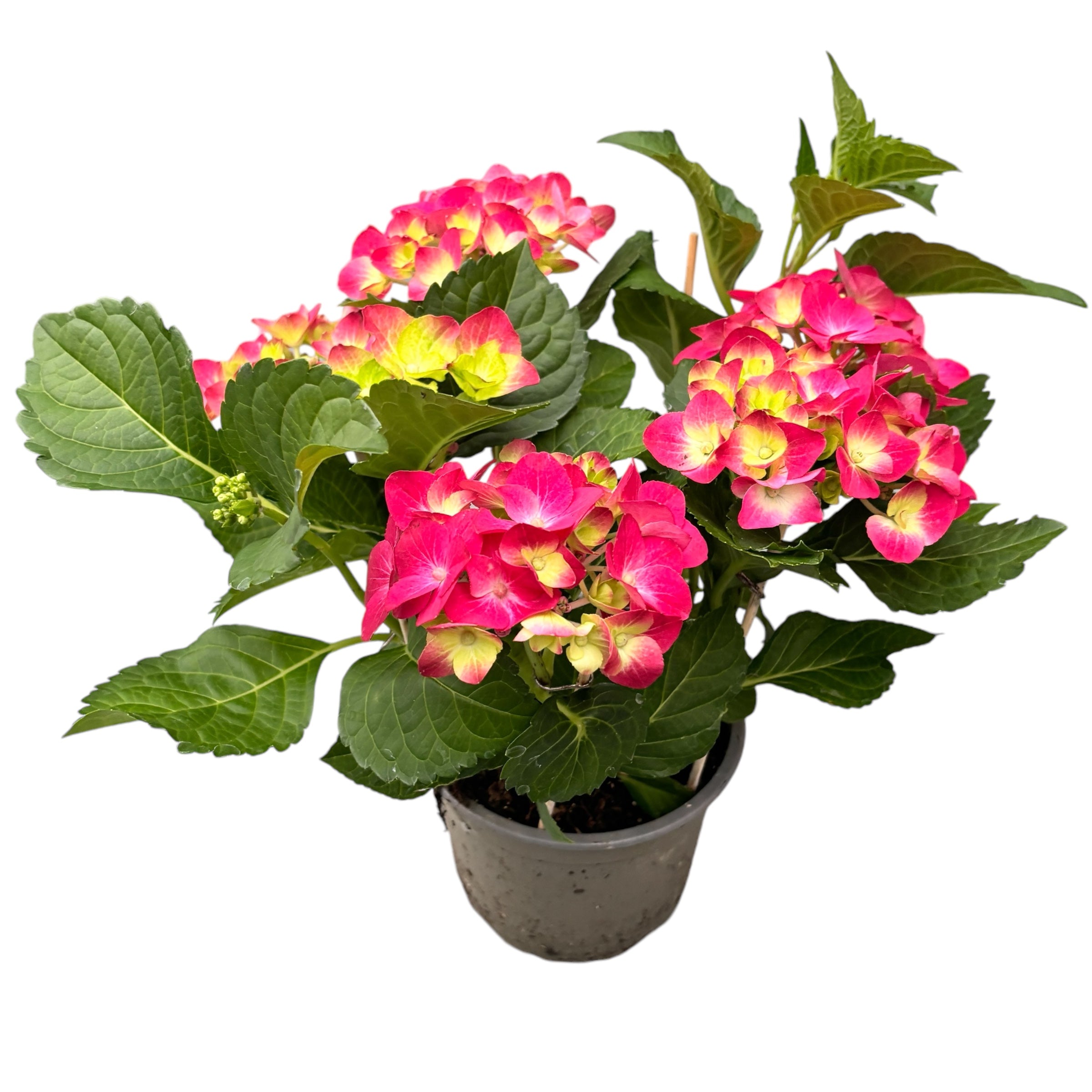 Hydrangea macrophylla 'Hot Red'