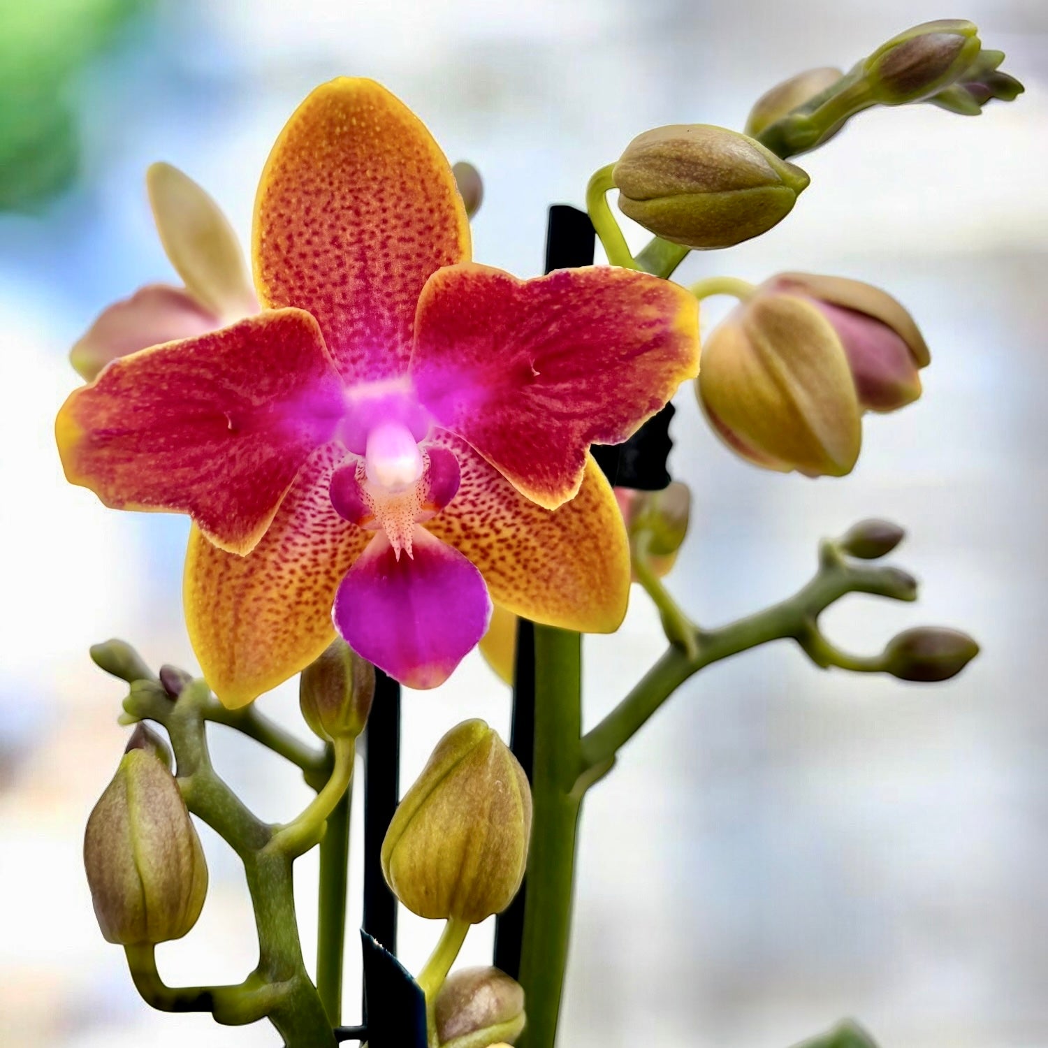 Phalaenopsis Miki Golden Sand - fiori pelorici e intensamente profumati