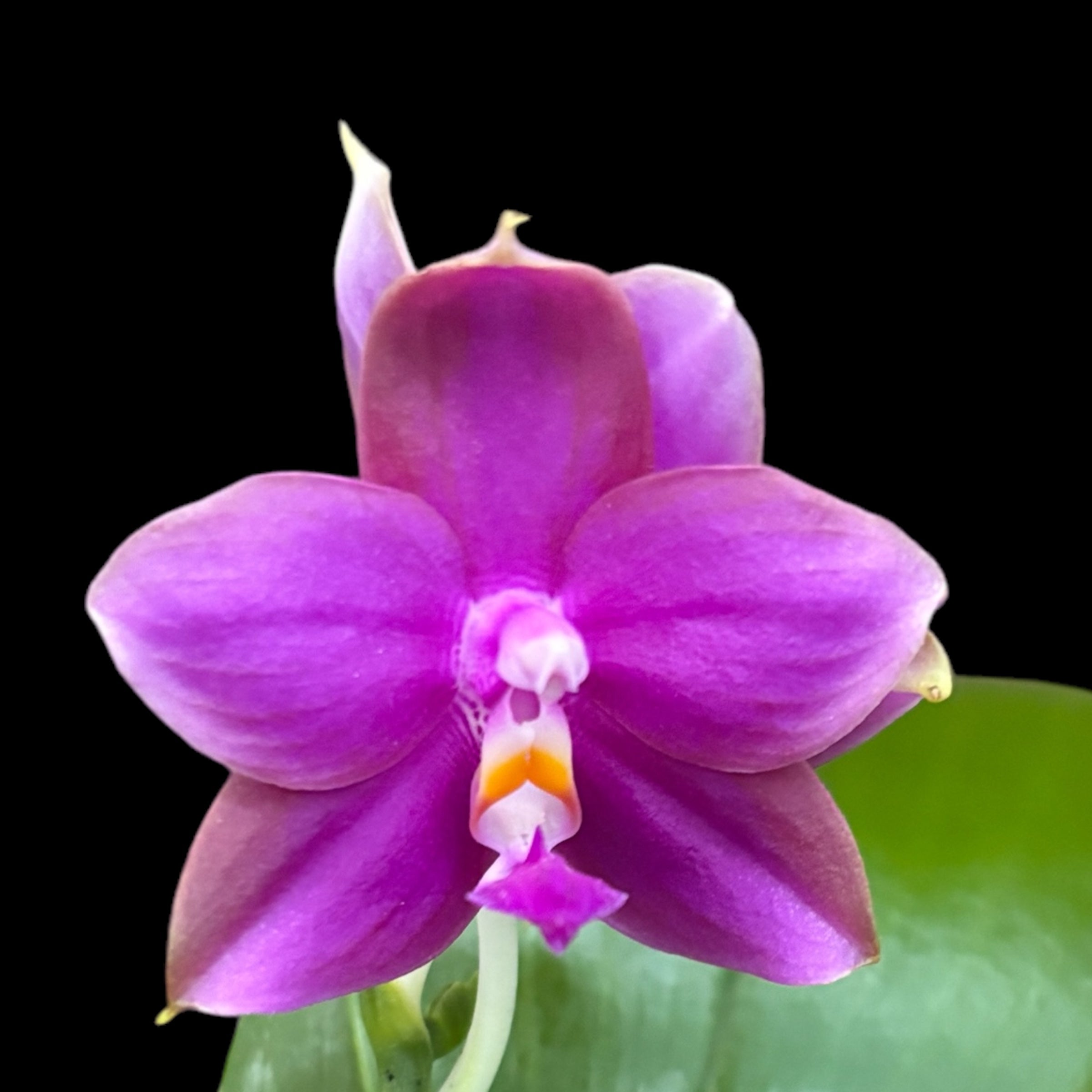 Phalaenopsis Miki Sabina 'Peach' - vonná