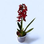 Wilsonara Red