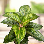 Aglaonema ‘Camo Rubina’ XL – exotisch verzamelstuk