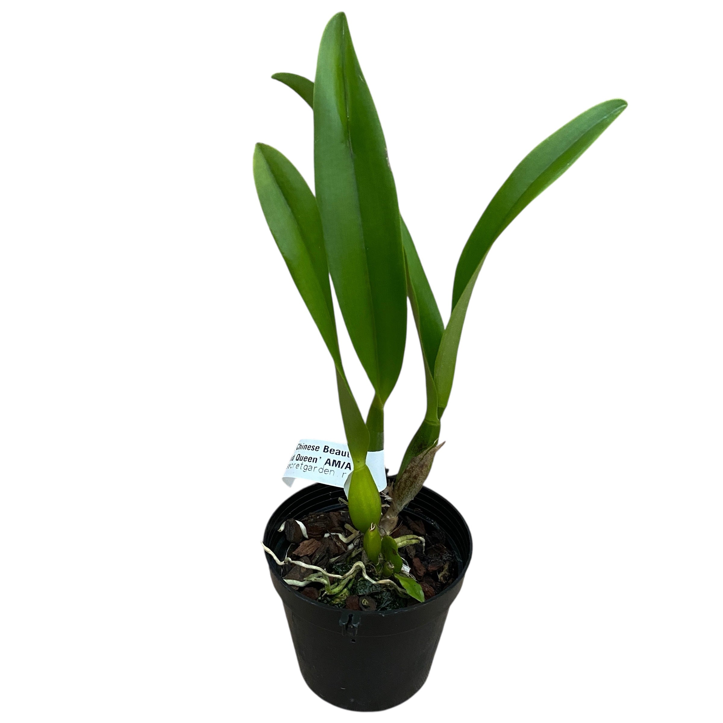 Rlc. Chinese Beauty 'Orchid Queen' AM/AOS * parfumata