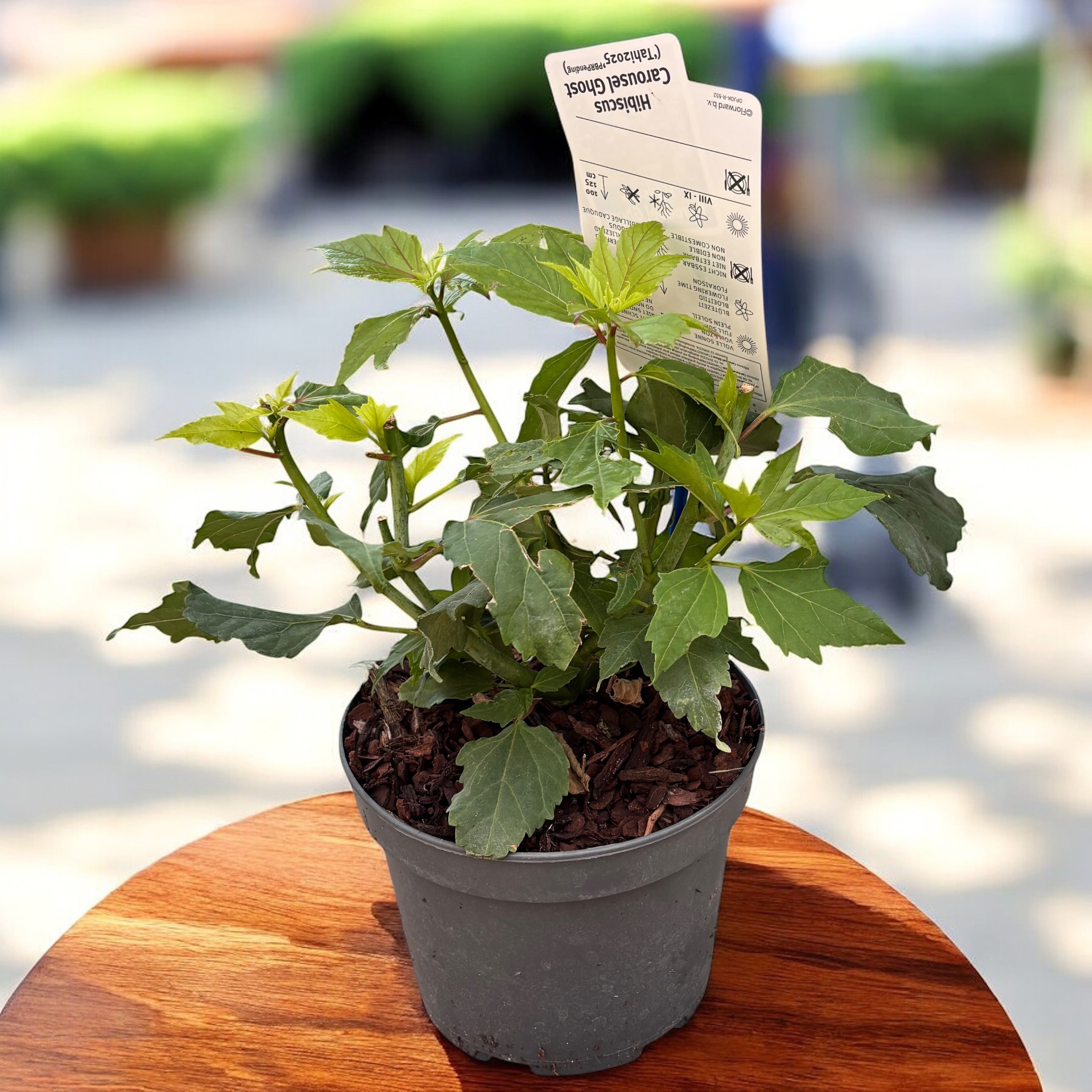 Hibiscus moscheutos ‘Carousel Ghost’ – hibiscus de gradina cu flori albe imense si frunzis inchis
