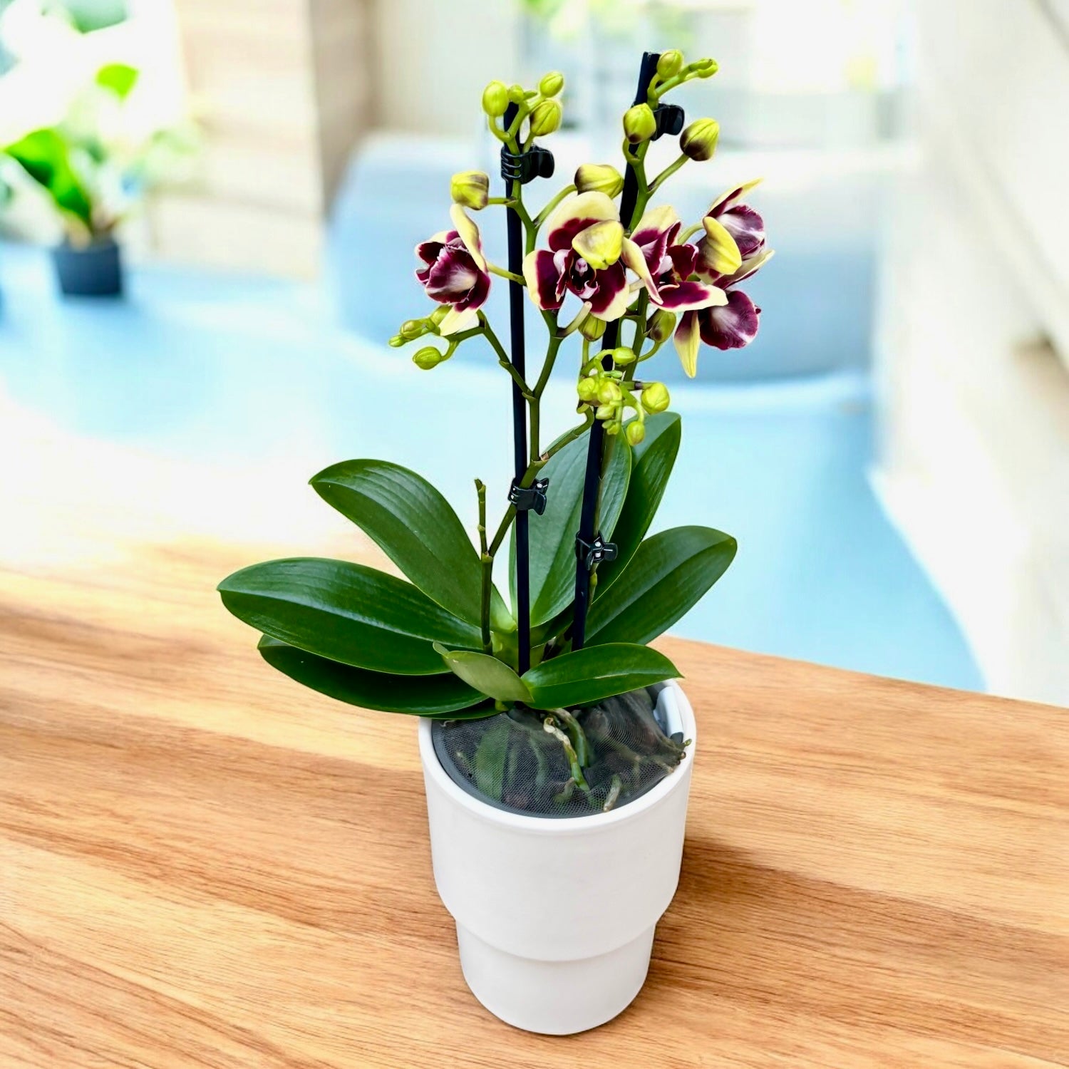 Phalaenopsis « Catania » - pelorique 3lips