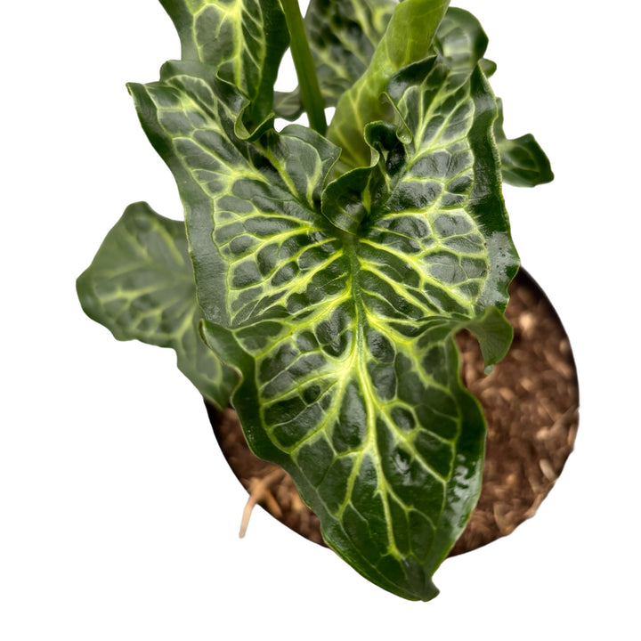 Arum italicum subsp. italicum 'Marmoratum'