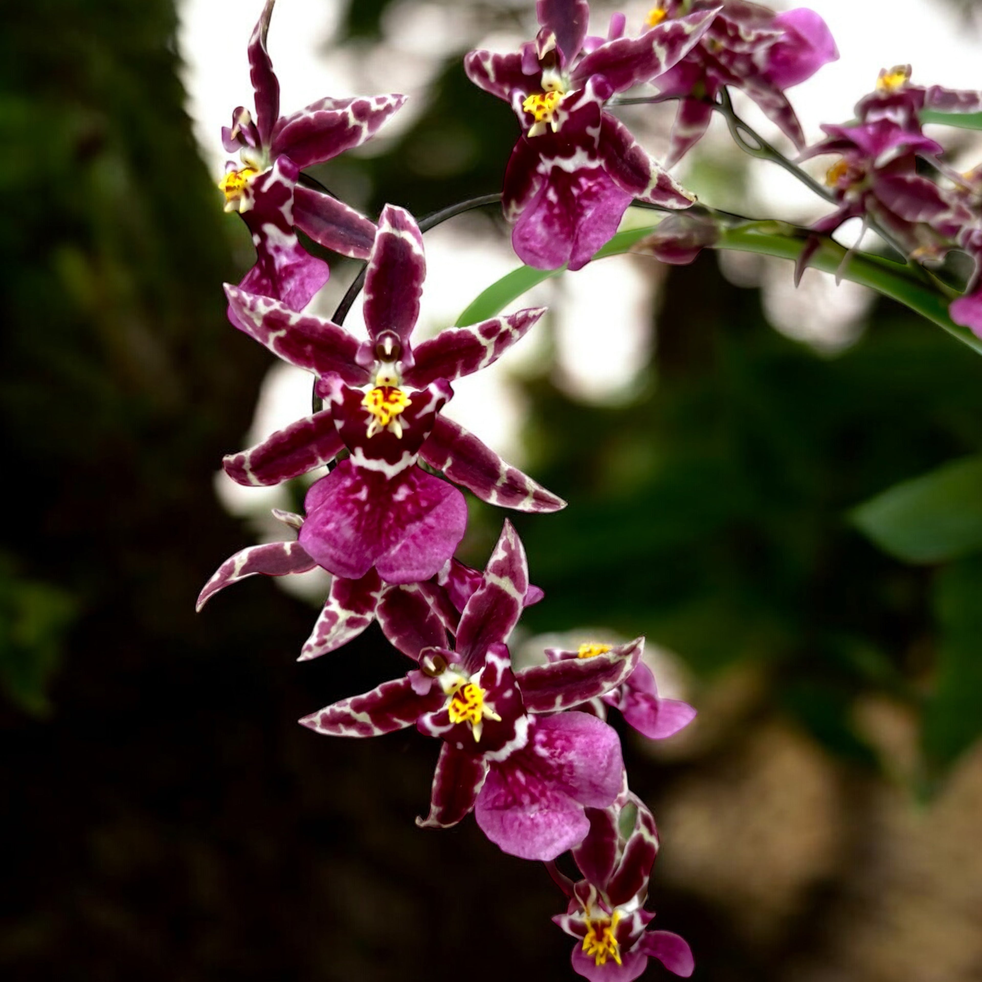 Oncidium (Cyrtocidium) Holm’s Wizard - purple - foarte parfumat!