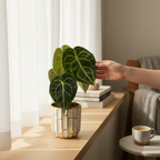 Anthurium clarinervium – bijuterie botanica