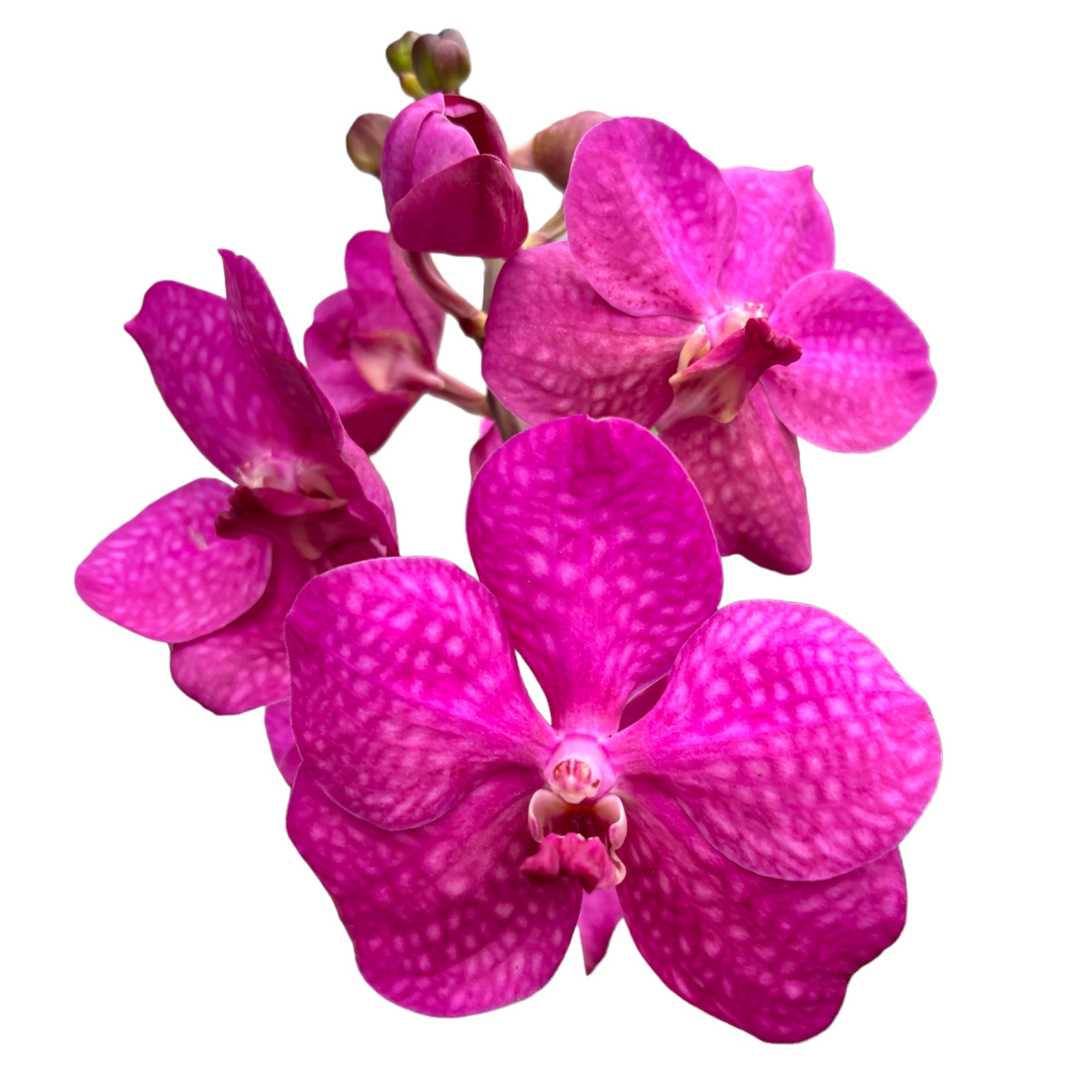 Vanda TAYANEE Cerise (Ansu)